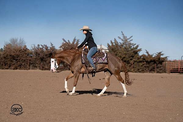 ranch-work-quarter-pony