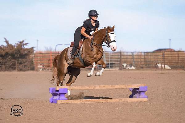 ridden-english-quarter-pony
