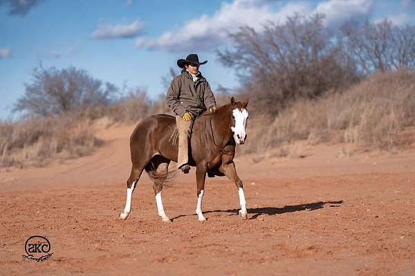 show-quarter-pony