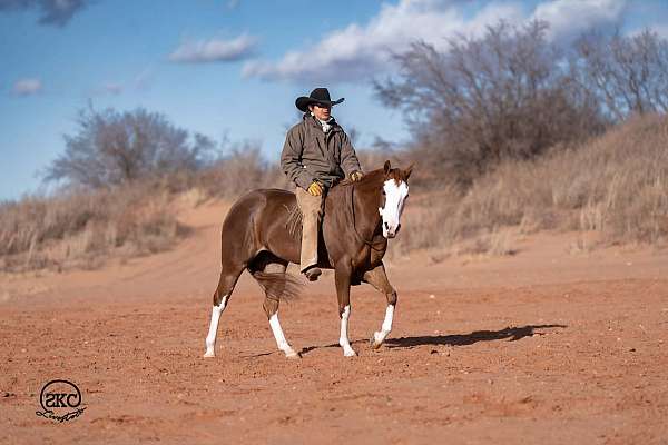 trail-quarter-pony