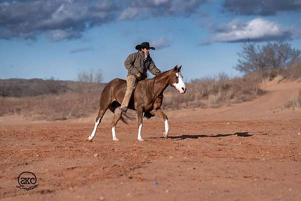 trail-riding-quarter-pony