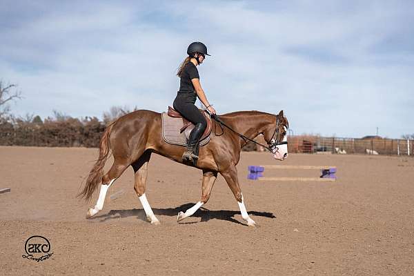working-cattle-quarter-pony
