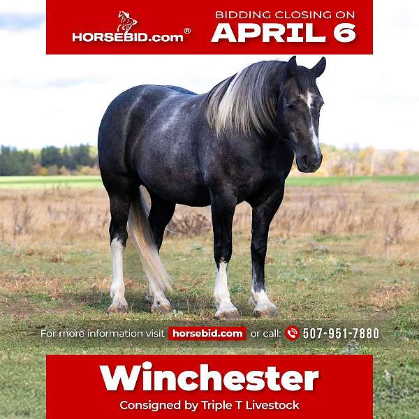 all-around-draft-horse