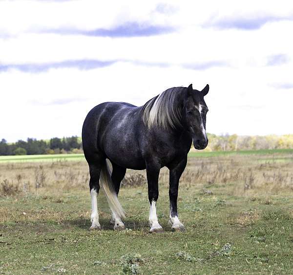 athletic-draft-horse