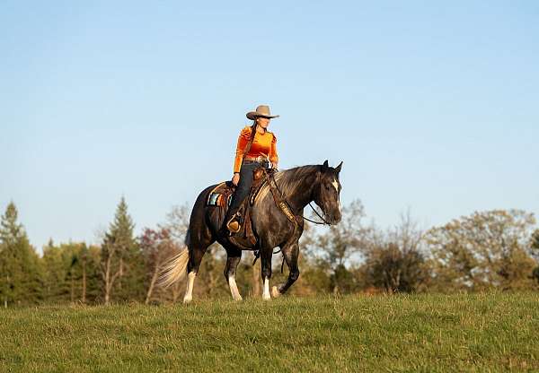 cross-draft-horse
