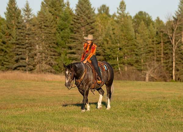 draft-horse