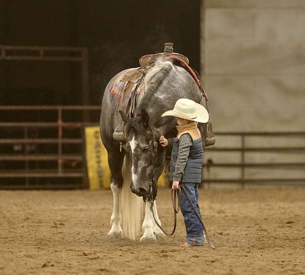 flashy-draft-horse