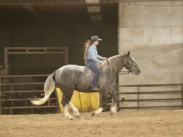 parade-draft-horse
