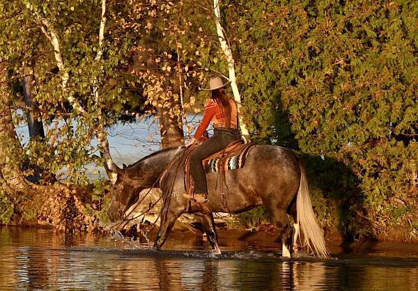 ranch-draft-horse