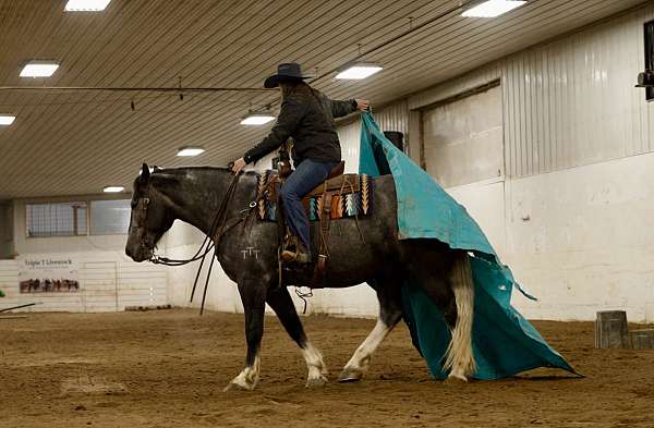 show-draft-horse