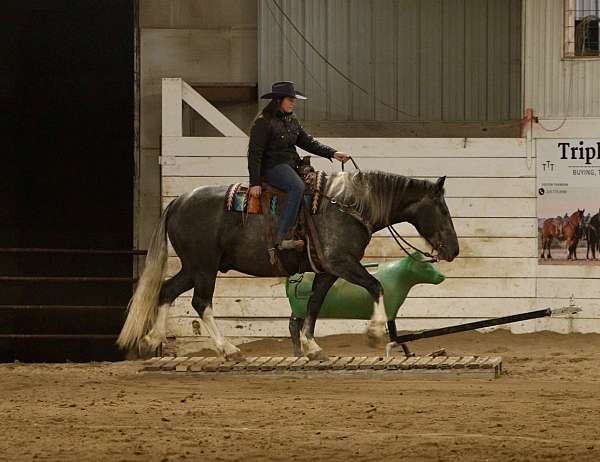 trail-draft-horse