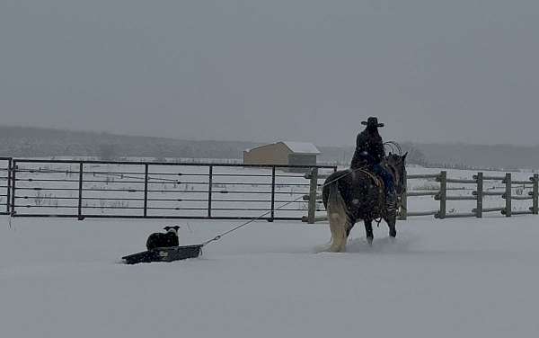 trail-riding-draft-horse