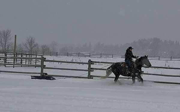 youth-draft-horse