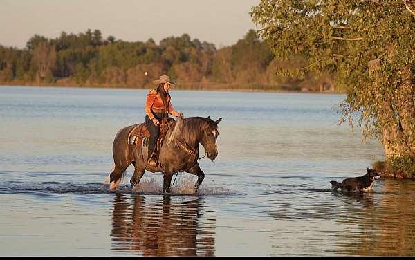 grey-draft-gelding