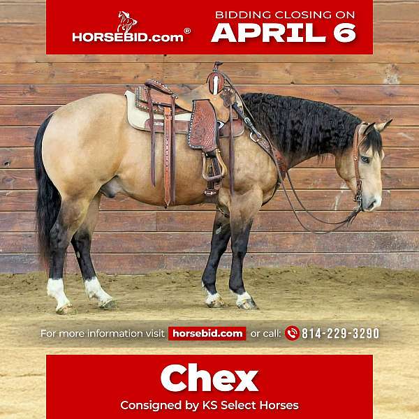 all-around-quarter-horse