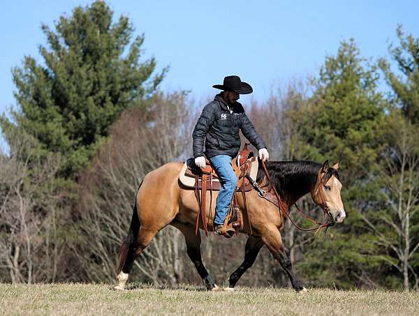 athletic-quarter-horse