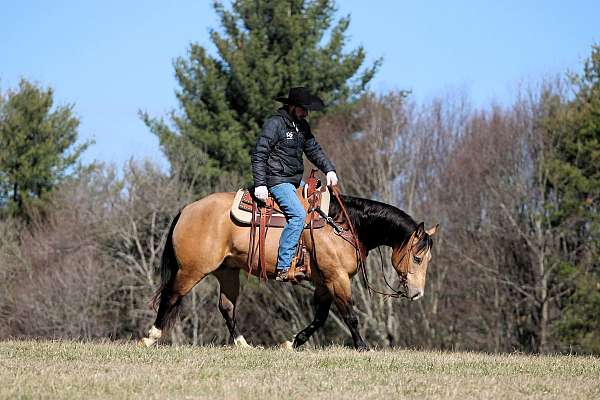 calf-roping-quarter-horse