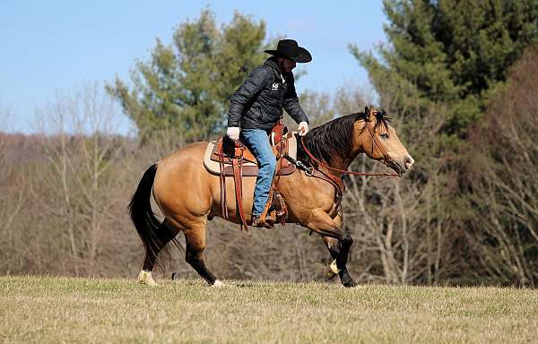 flashy-quarter-horse