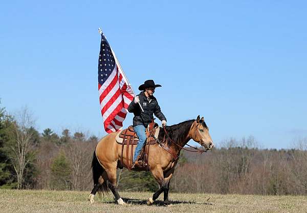 performance-quarter-horse