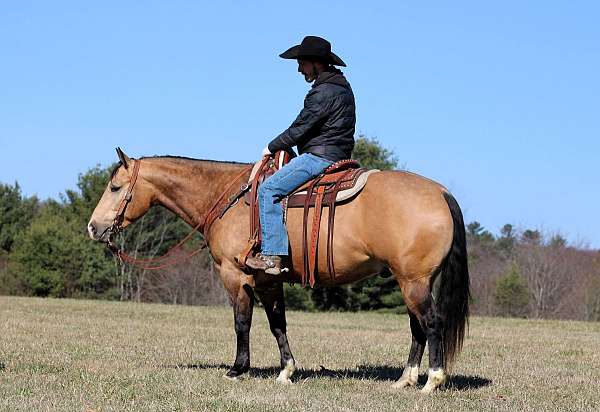 ranch-quarter-horse