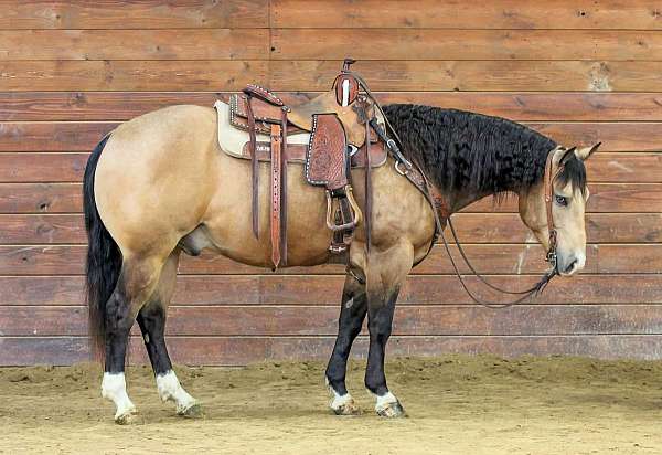 ranch-versatility-quarter-horse