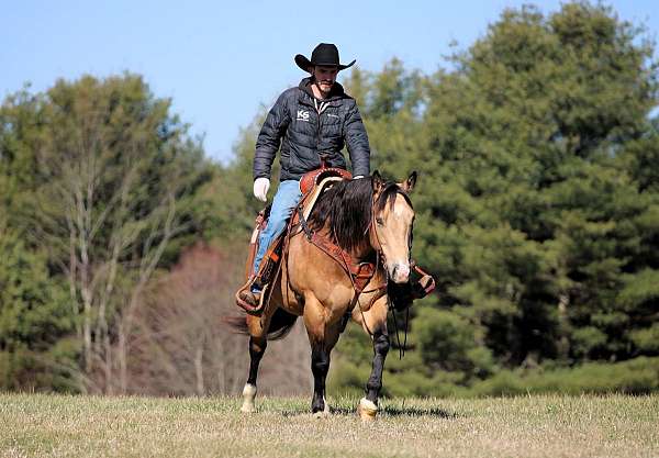 ranch-work-quarter-horse