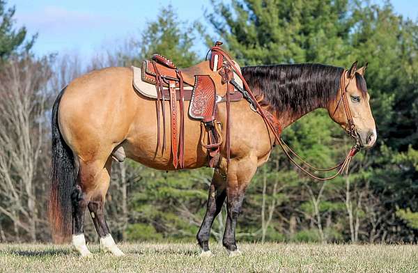 show-quarter-horse