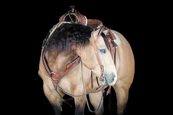 trail-quarter-horse