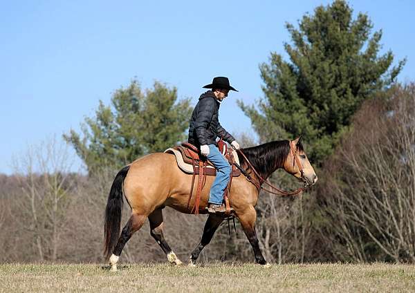 trail-riding-quarter-horse