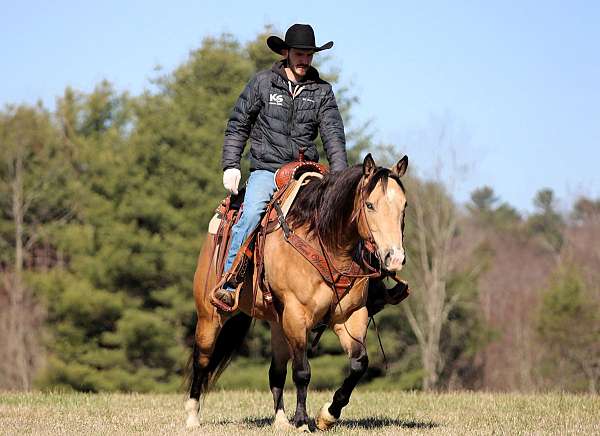 western-riding-quarter-horse
