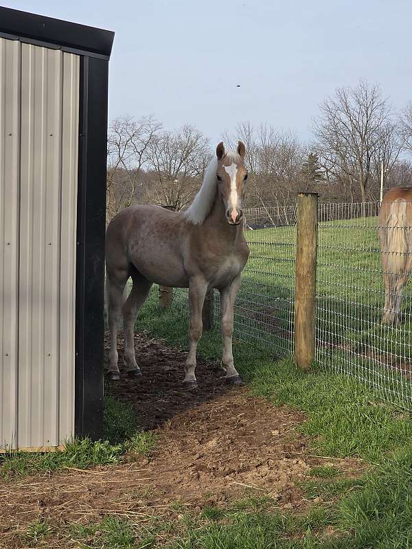 project-stallion-yearling