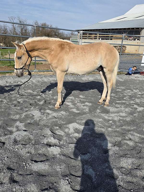 haflinger-colt