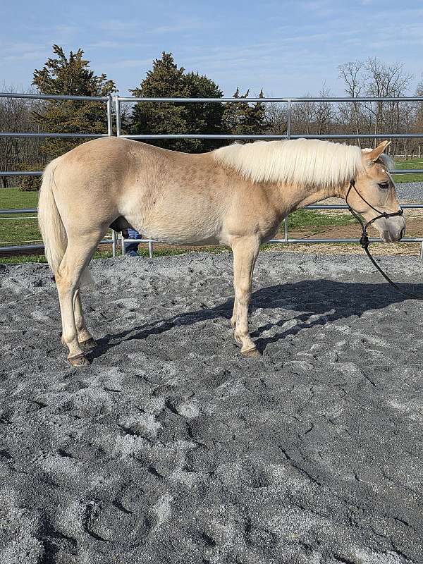 haflinger-horse-for-sale