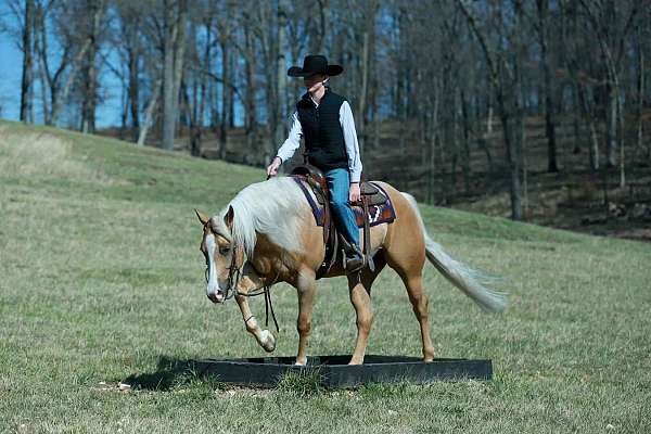 athletic-quarter-horse