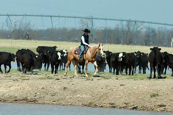 beginner-quarter-horse