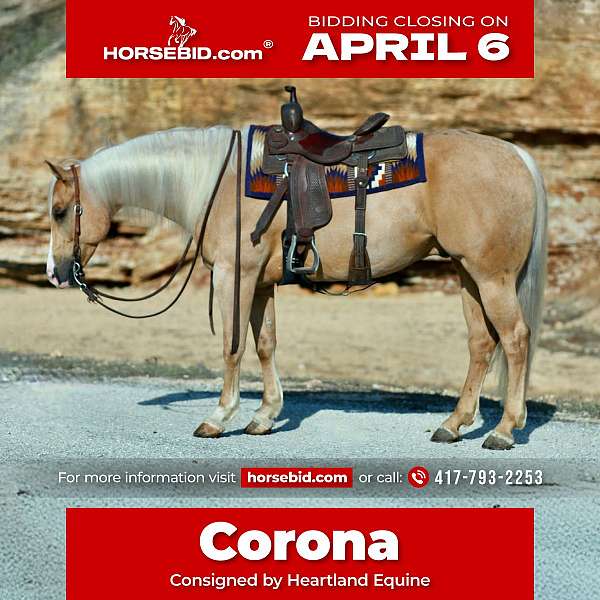 all-around-quarter-horse