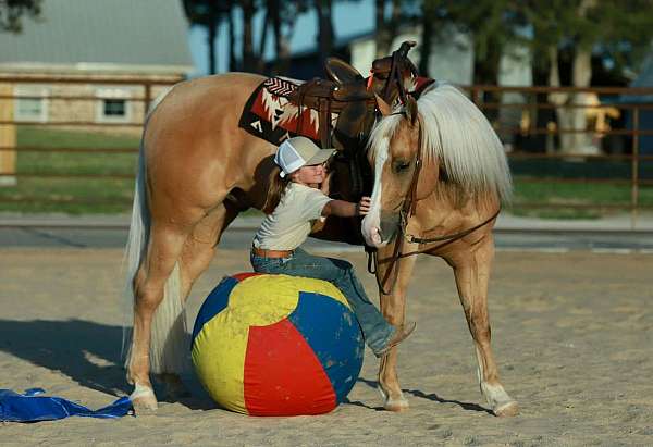 performance-quarter-horse