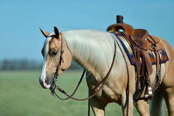ranch-quarter-horse