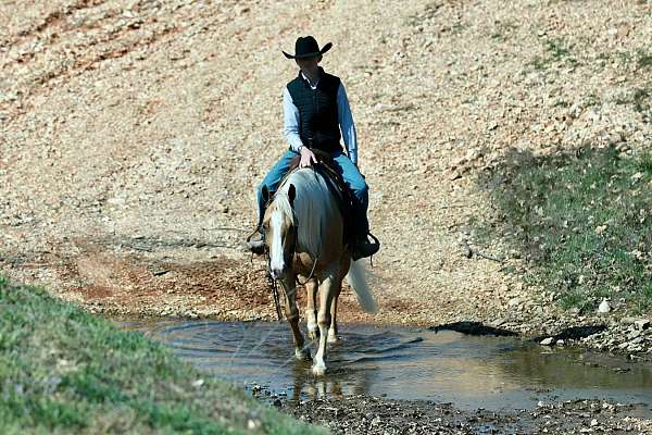 ranch-work-quarter-horse