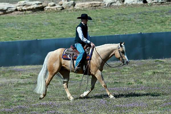 roping-quarter-horse