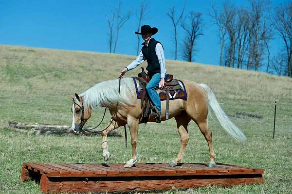 show-quarter-horse