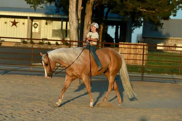 trail-quarter-horse
