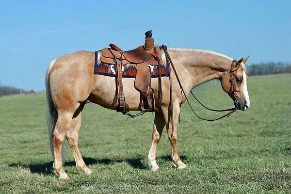 trail-riding-quarter-horse