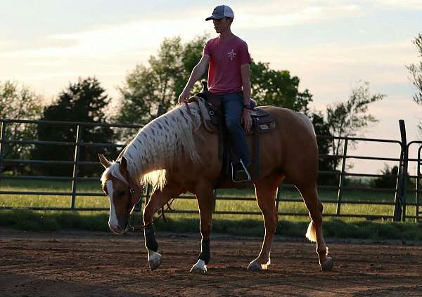 western-riding-quarter-horse