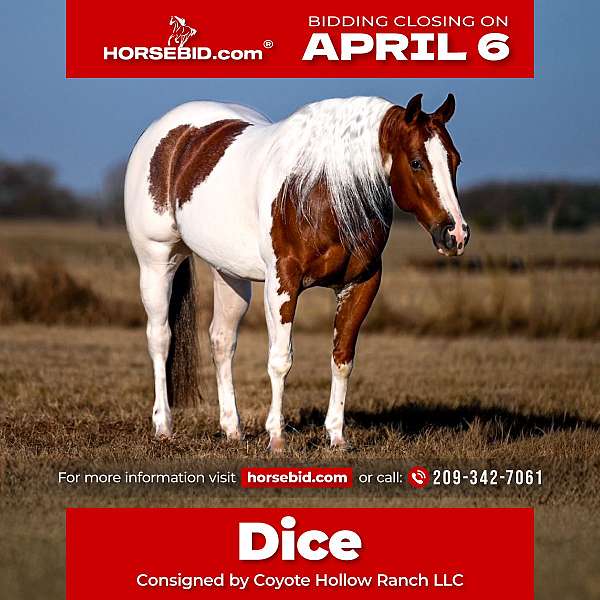 all-around-paint-horse