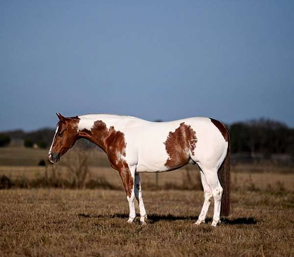 calf-roping-paint-horse