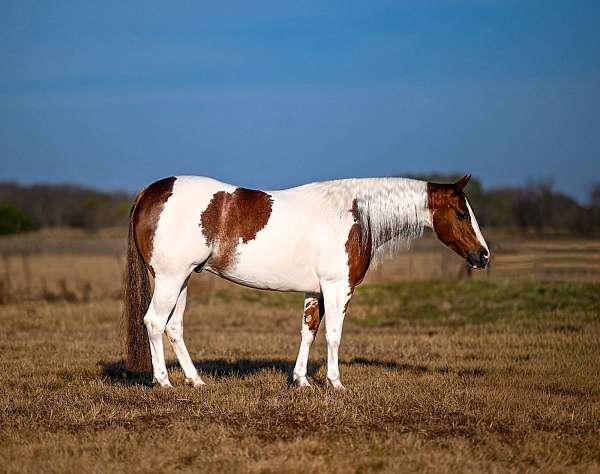 flashy-paint-horse