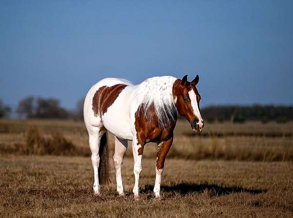 husband-safe-paint-horse