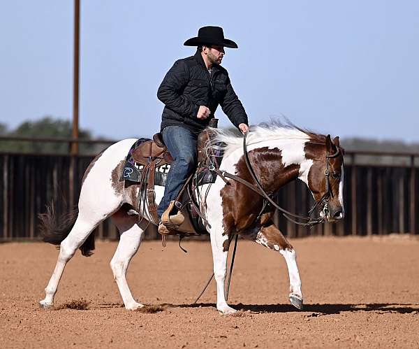performance-paint-horse