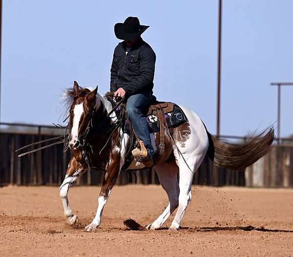ranch-paint-horse